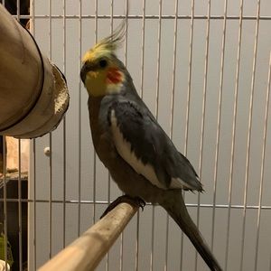 Meet your Posher, Flor